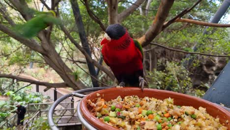 Colorful Rainbow Lorikeets Parrots Eating From A Pot