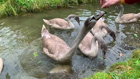 Gruppe-Brauner-Schwäne,-Die-Gras-Am-Fluss-Fressen,-Mit-Einem-Weißen-Schwan-Im-Hintergrund