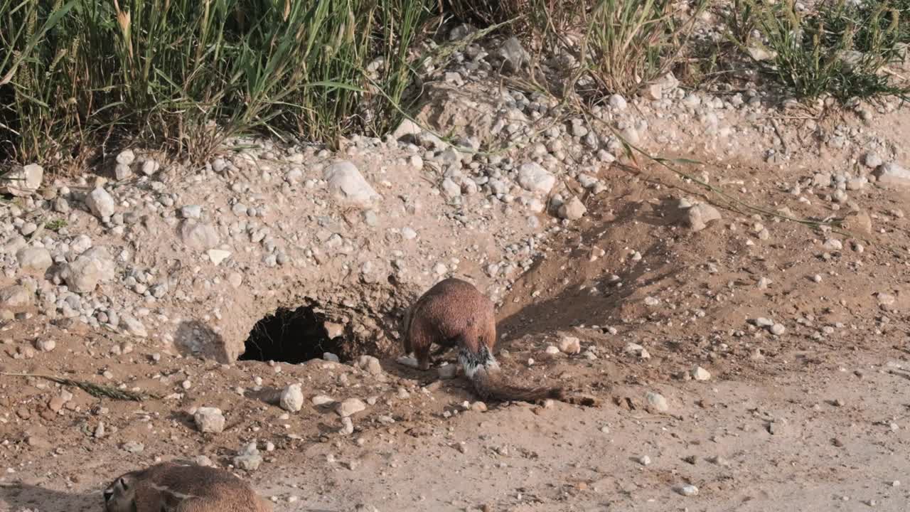 Ground squirrel at the entrance to it's burrow, digging and moving sand around