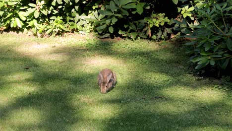 conejo salvaje comiendo hierba en los arbustos con manchas solares brillando en el prado