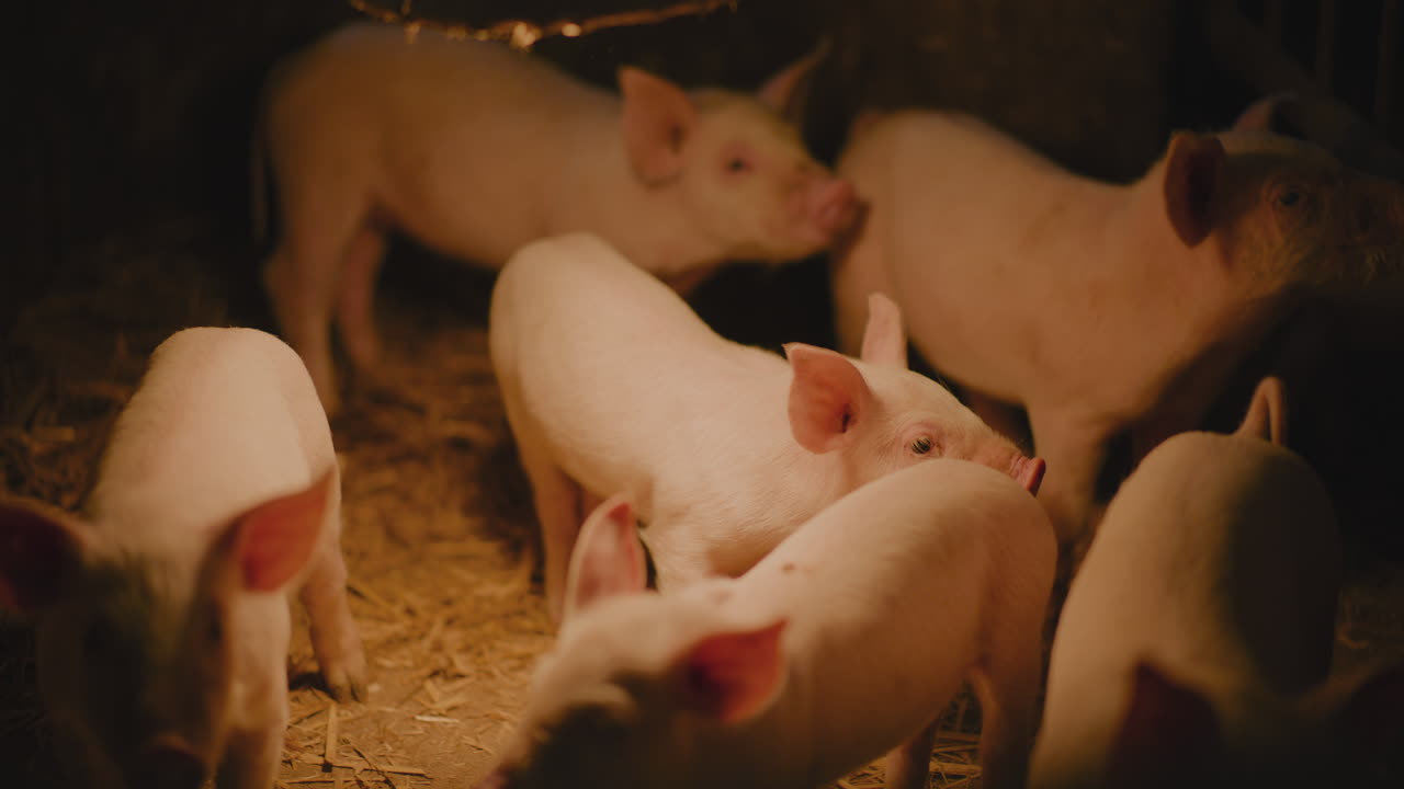 창고 에 있는 돼지 들