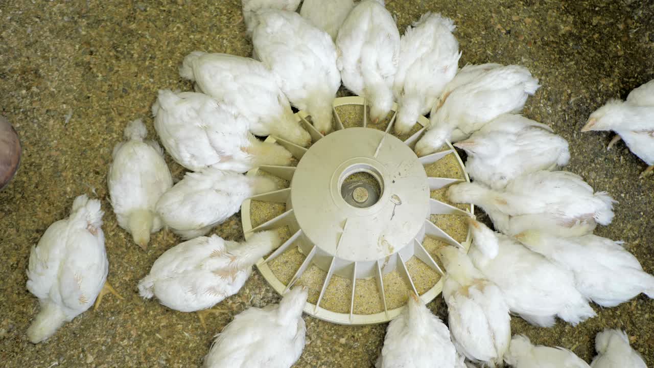 frango de frango branco na quinta de aves de capoeira