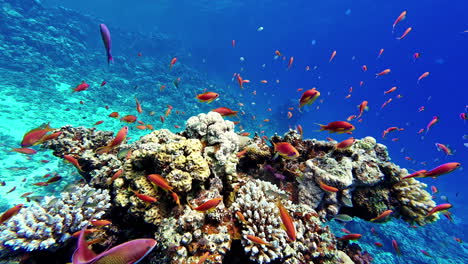 Peces-Tropicales-Mientras-Bucea-En-El-Mar-Rojo-Cerca-De-Dahab,-Egipto