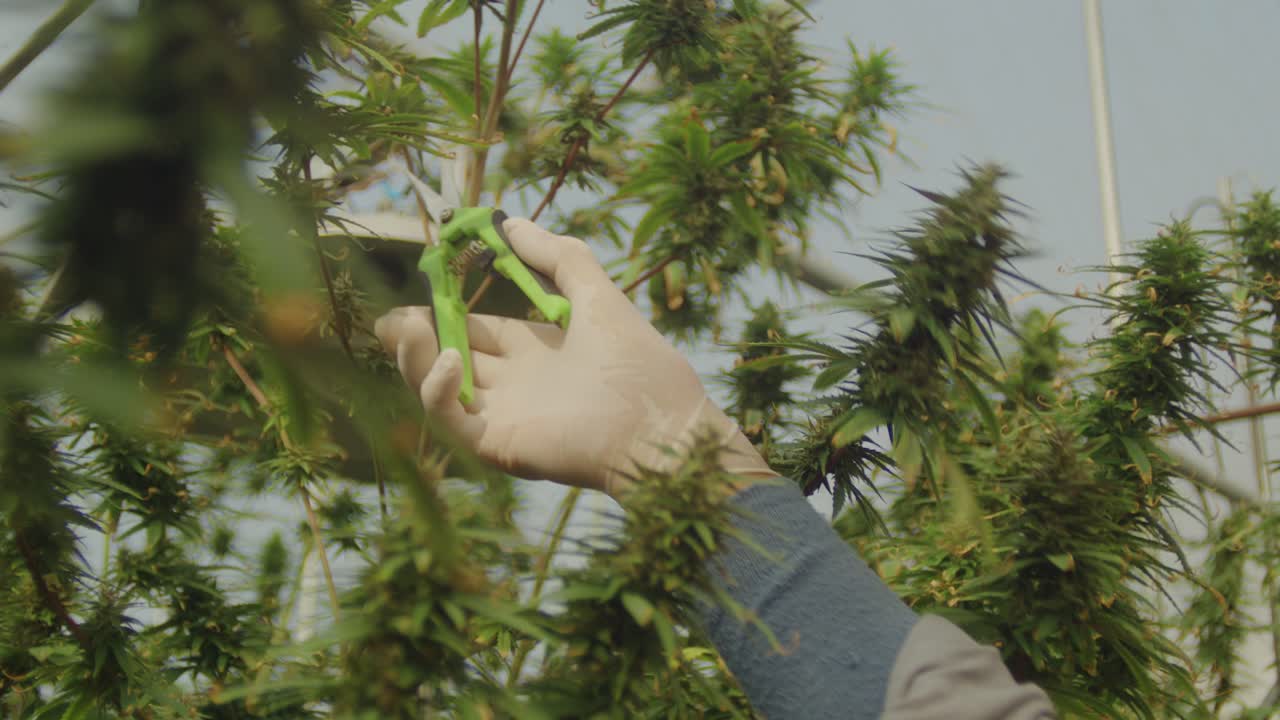 온실에서 대마초 재배