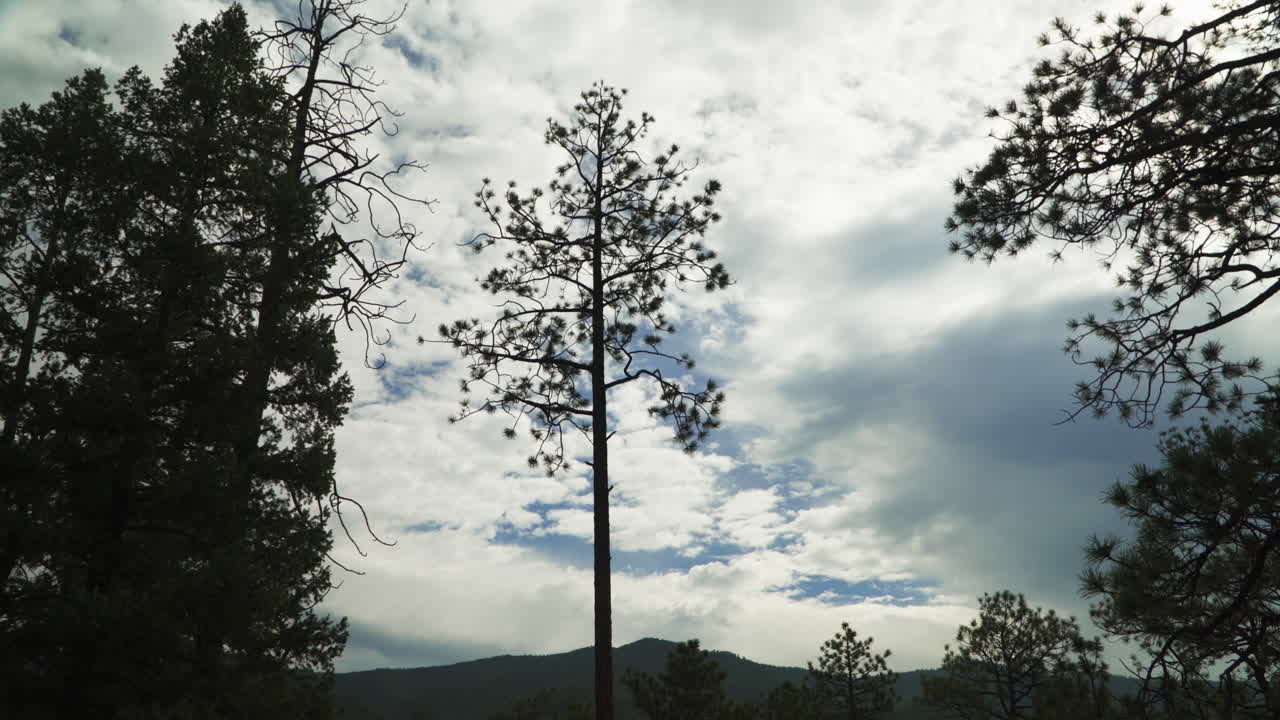 Camera shows the full length of an evergreen tree in the forest