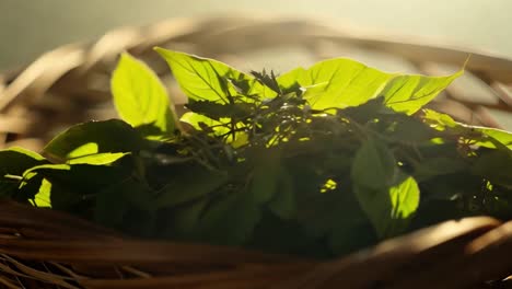 close-up of green leaves in a basket