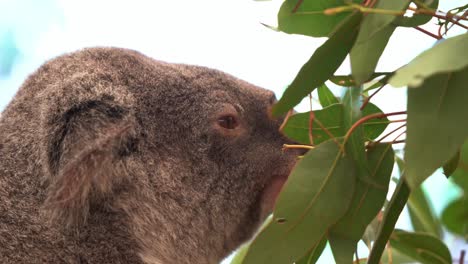 profile close up shot of an active foraging koala, phascolarctos cinereus munching on the eucalyptus leaves