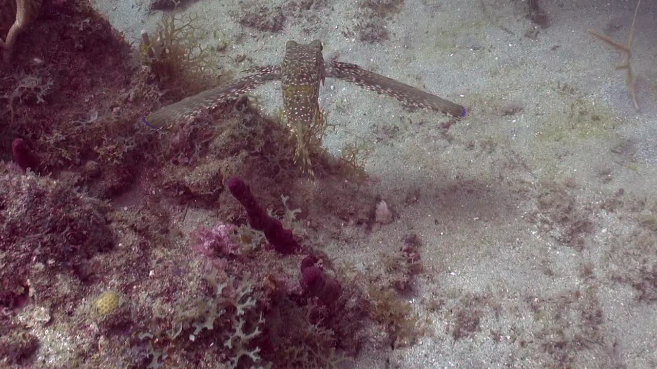 rubio volador muestra sus espectaculares alas