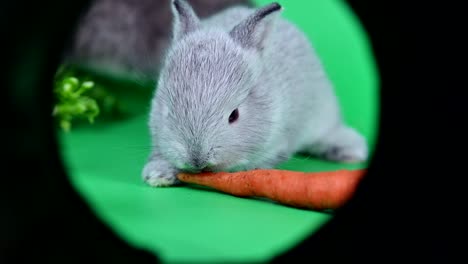 conejo en el fondo de la pantalla verde. animal espiritual y mascota inteligente para la pascua
