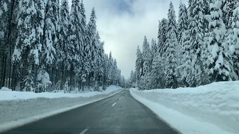 driving after snowfall in forest covered with snow in winter in slowmotion