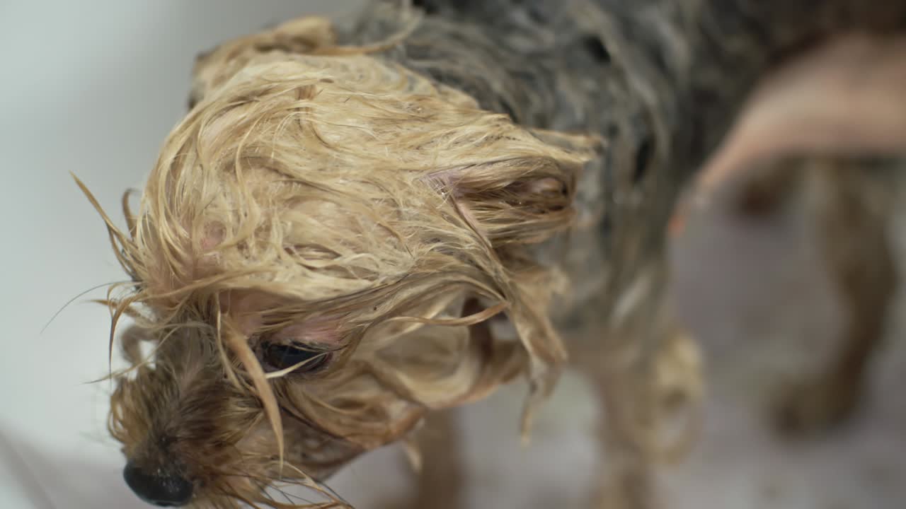 lavar el perro de yorkshire con champú para mascotas