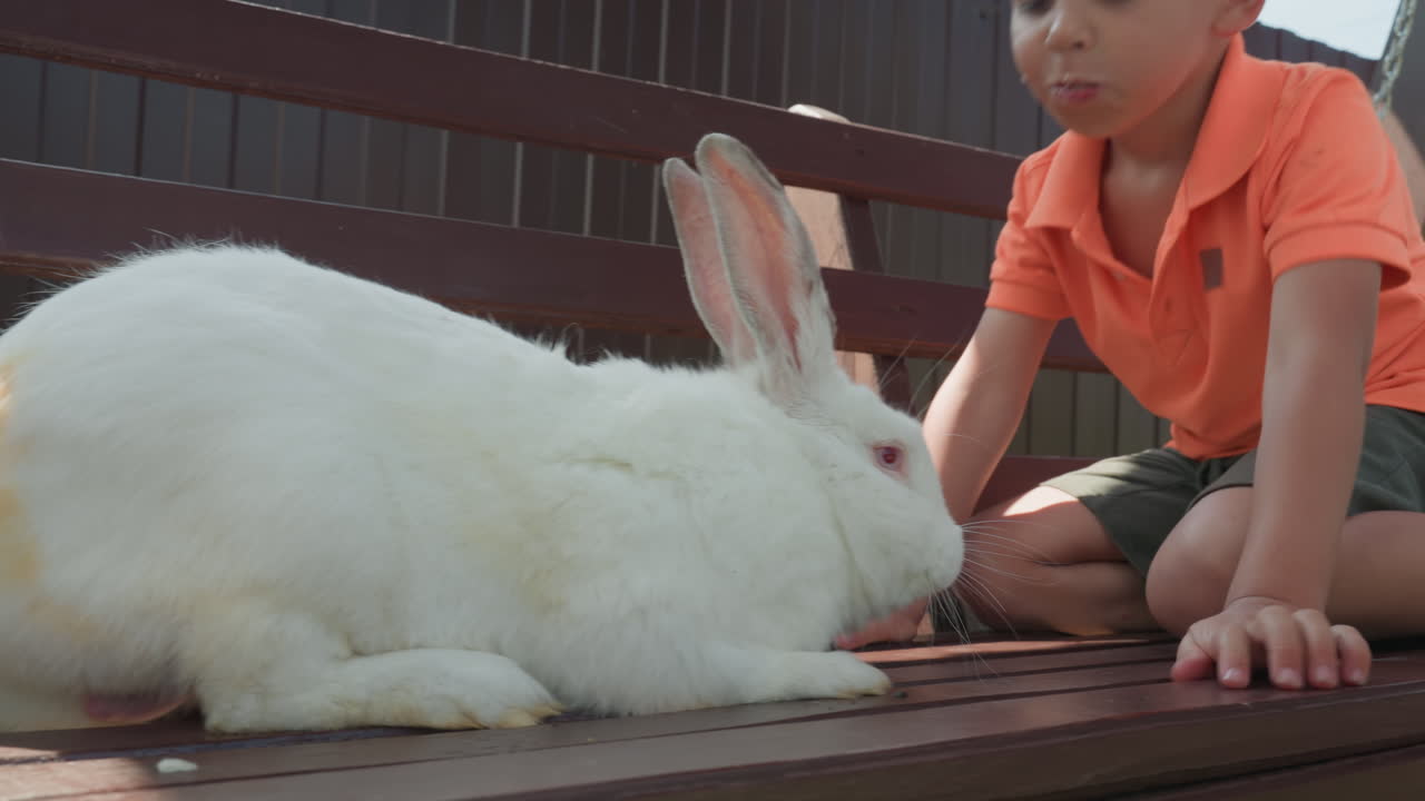 Child Watches Rabbit, Young Child Gazes At Peacefully Sitting White Rabbit With Gentle Curiosity, Child In Garden Leisurely Observes And Gently Approaches White Rabbit Sitting Quietly On Bench