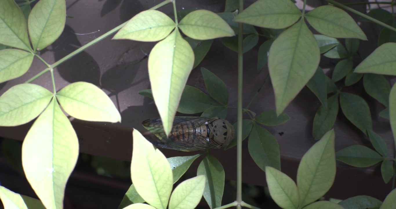 Natural wildlife footage showing a cicada resting among green leaves and dense foliage, blending into its surroundings in a quiet outdoor setting.