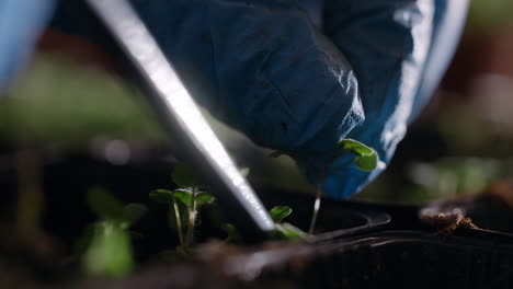 planting seedlings