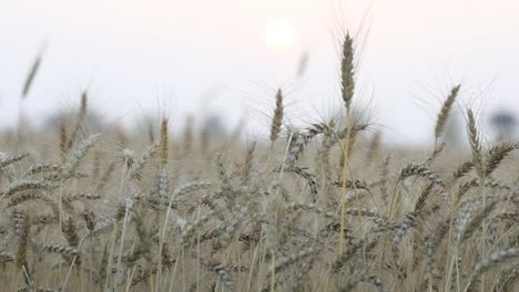 fully grown wheat field in the countryside