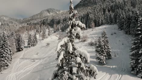 mountain tree in snowy landscape with sunlight, snow and blue sky