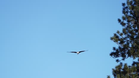 Slow-motion-of-an-osprey-flying-to-its-next-with-twigs