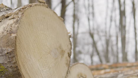 Close up on stacked hardwood tree trunks cut down in timber industry management