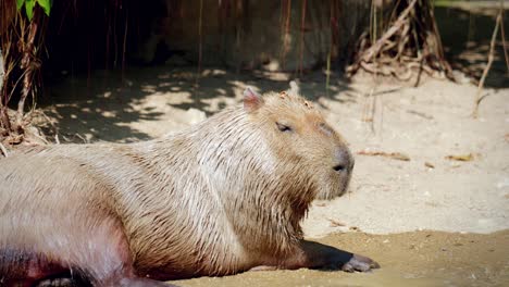 close-up of capybaras in captivity at the chiang mai zoo in chiang mai, thailand