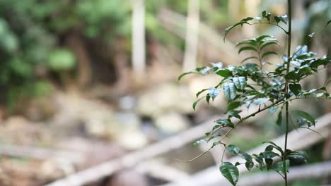 close-up of plant with forest stream background