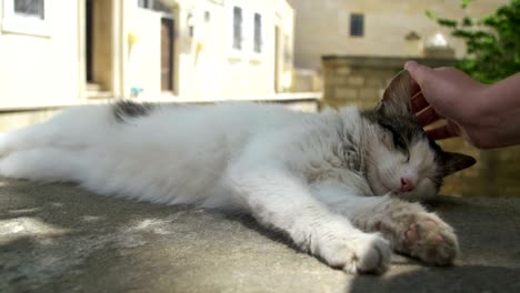 homeless white with gray cat sleeps on the street