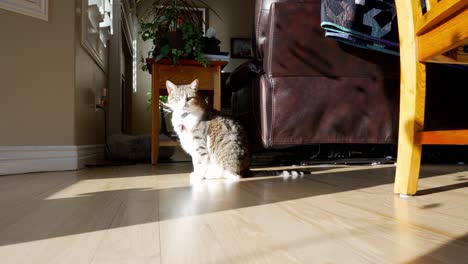 Hauskatze-In-Der-Sonne-Vom-Fenster-Die-Wege-Weg---Gleitwinkel-Niedrig