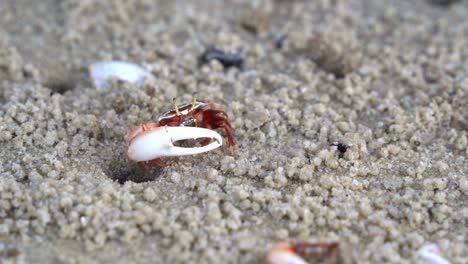 Cangrejo-Violinista-Macho-Salvaje,-Austruca-Annulipes-Con-Garras-Asimétricas,-Forrajeando-Y-Bebiendo-Minerales-En-La-Playa-De-Arena-Durante-El-Período-De-Marea-Baja,-Primer-Plano-De-La-Vida-Marina