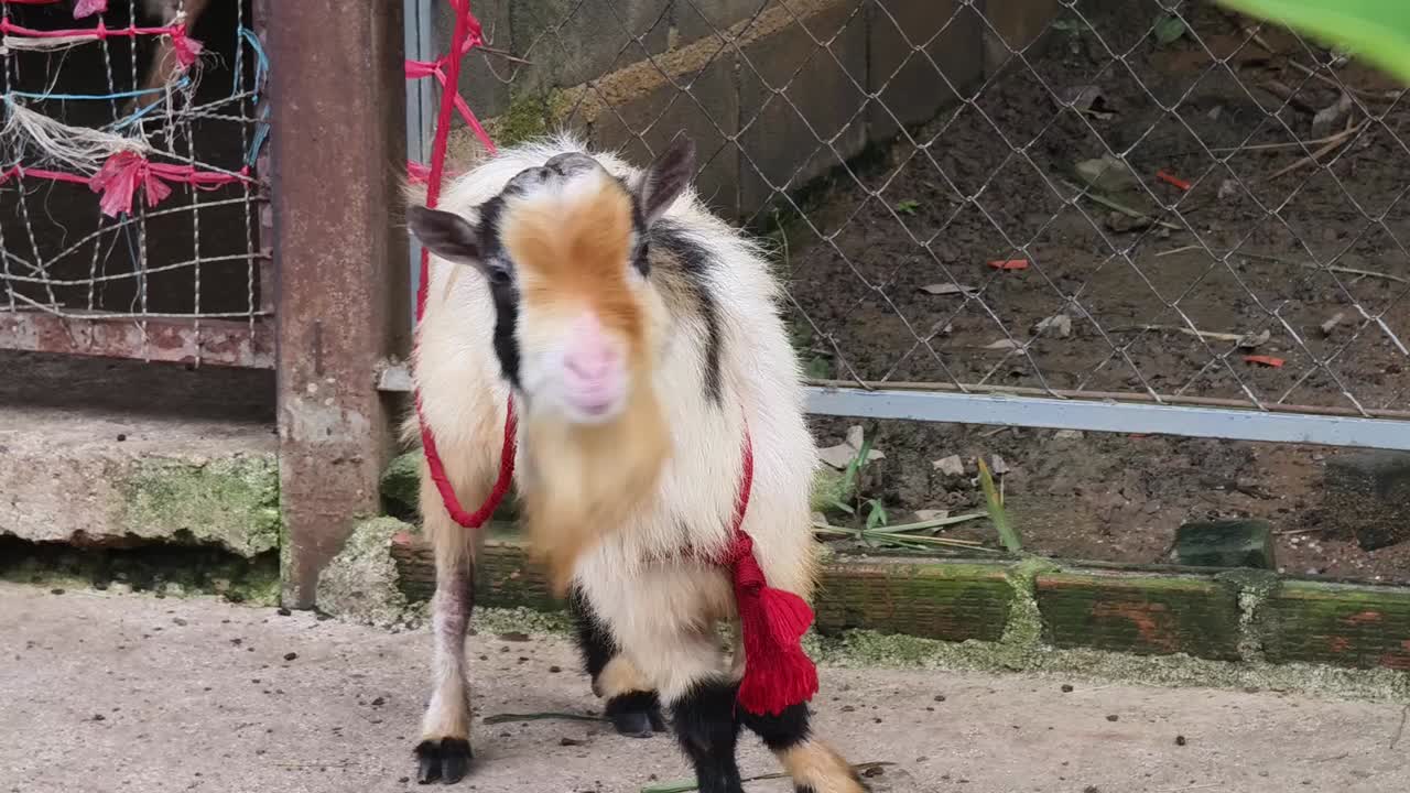 cabra pequeña en una jaula
