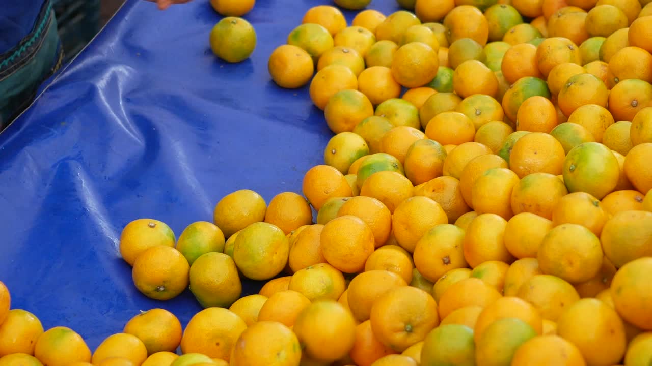 persona clasificando mandarinas en un mercado