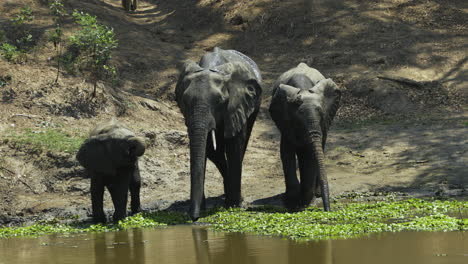 Drei-Afrikanische-Elefanten-Trinken-Aus-Einem-Teich,-Der-Teilweise-Mit-Wasserpflanzen-Bedeckt-Ist