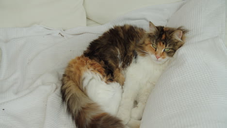 norwegian forest cat laying on the couch, resting after hunting