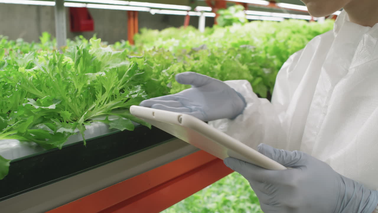 Greenhouse Expert Examining Lettuce Leaves