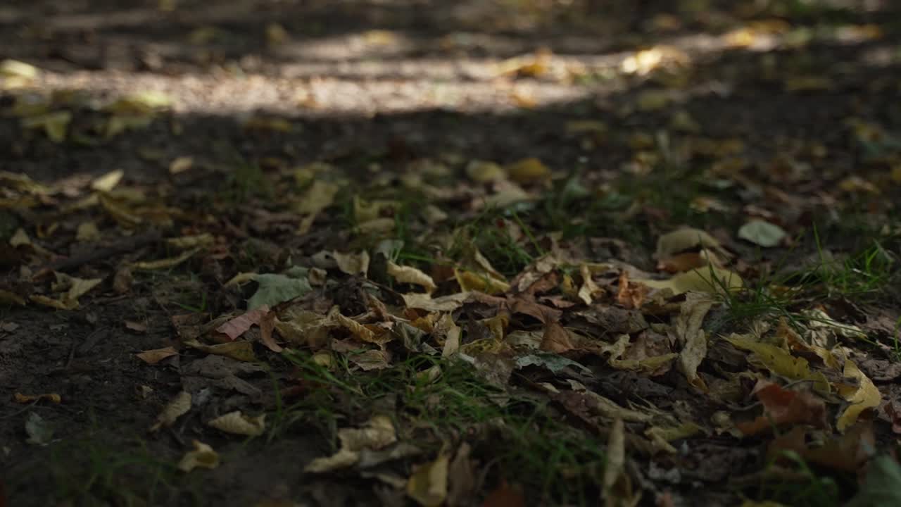 hojas en el suelo cámara lenta