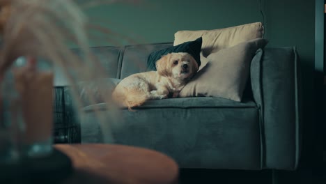 shih tzu boomer dog relaxes on living room sofa