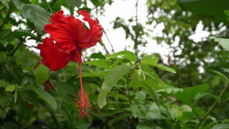 Flor-De-Hibisco-En-Fondo-Verde