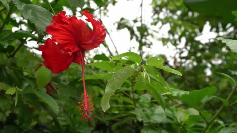 flor de hibisco en un fondo verde