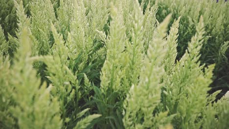 Close-up-high-angle-view-of-Celosia-Sylphid-Lime-Green-flower-field