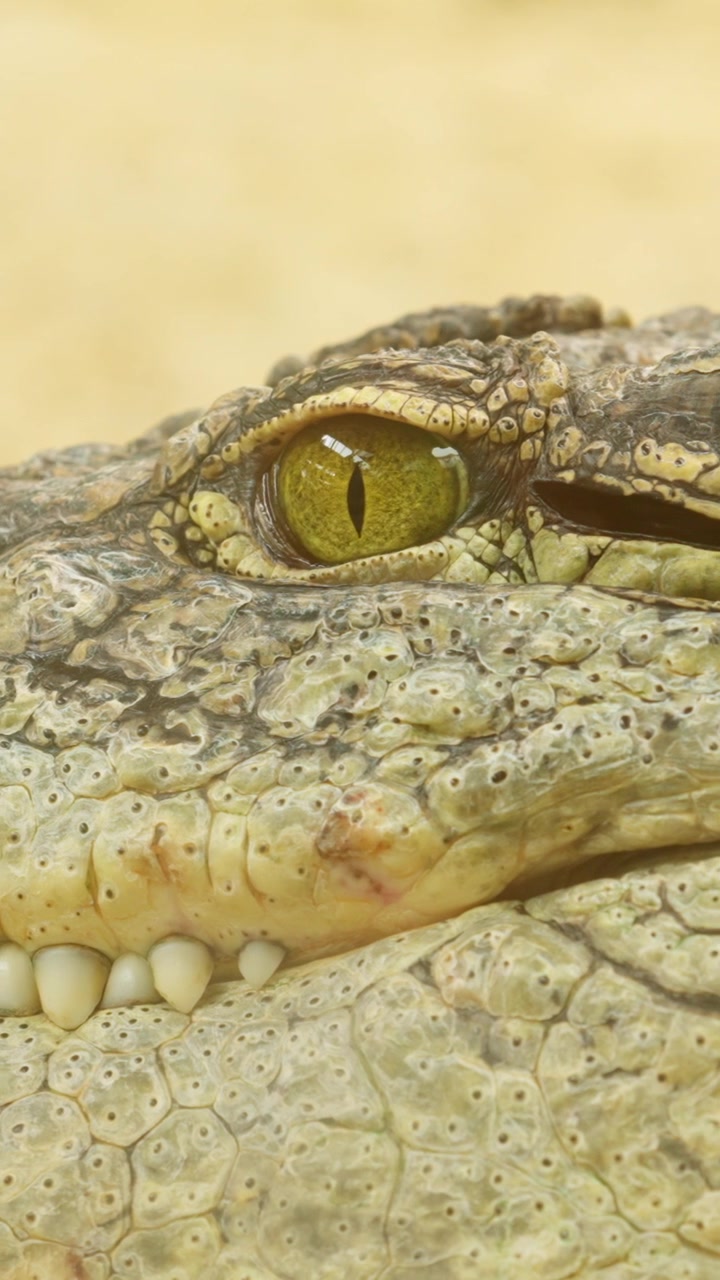 Nilkrokodil vilar med en skräckinjagande blick