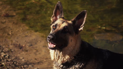 german shepherd dog waiting to fetch stick at crystal lake in slow motion