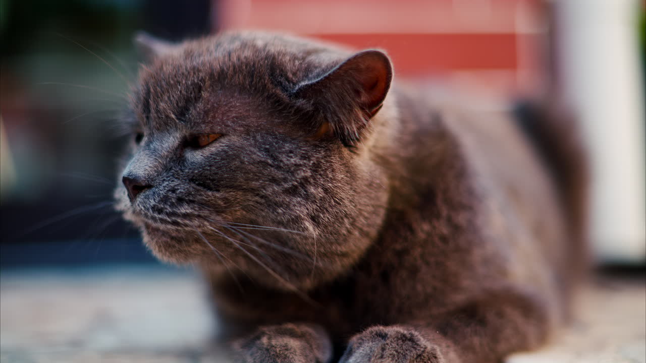 Close up of a British Shorthair cat with orange eyes yawning on a blurred background