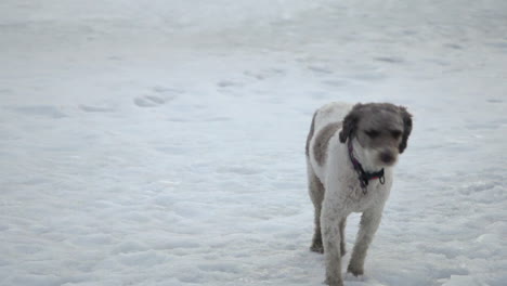 People-walking-their-dog-in-the-freezing-snow-in-Vuokatti-Finland,-dog-looking-uncertain