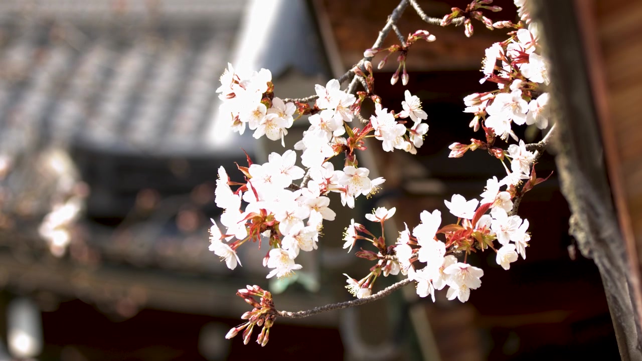 Primo piano di fiori di sakura bianchi che ondeggiano dolcemente davanti a un tetto sfocato di un tempio tradizionale in legno.