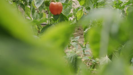 Gorgeous-depth-of-field-shot-of-a-bell-pepper-hanging-on-a-plant-farming-and-cultivation-of-fresh-healthy-crops