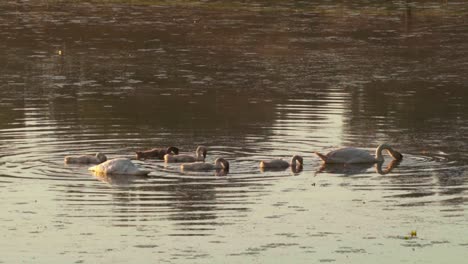 stunning 4k footage of a swan family filmed in ormož natural reserve park