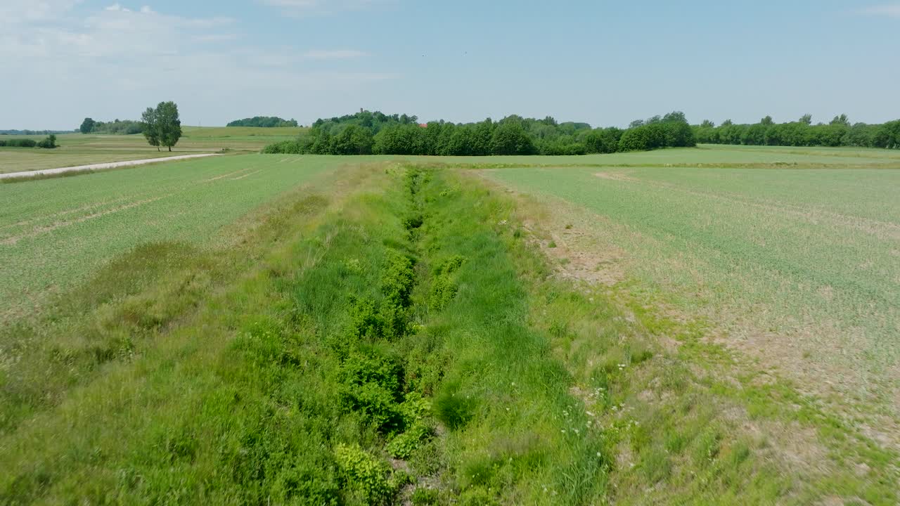 vista aérea del campo de cereales en maduración, agricultura orgánica, paisaje rural, producción de alimentos y biomasa para un manejo sostenible, día soleado de verano, disparo de avión no tripulado avanzando bajo