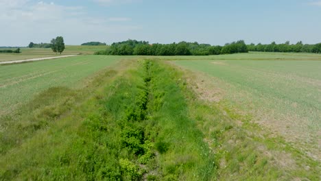 Aerial-establishing-view-of-ripening-grain-field,-organic-farming,-countryside-landscape,-production-of-food-and-biomass-for-sustainable-management,-sunny-summer-day,-drone-shot-moving-forward-low