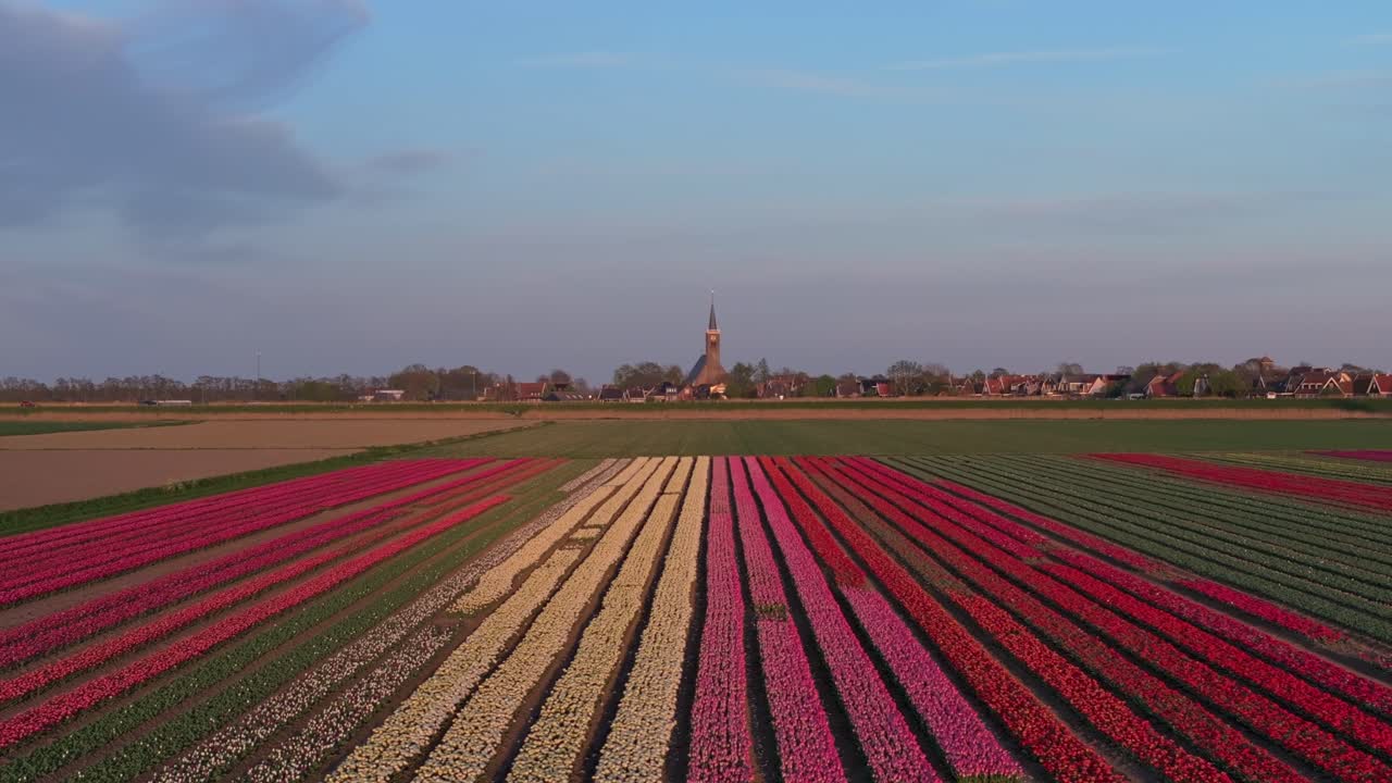 Vista aerea di campi di fiori in fiore e di una chiesa storica nella campagna dei Paesi Bassi