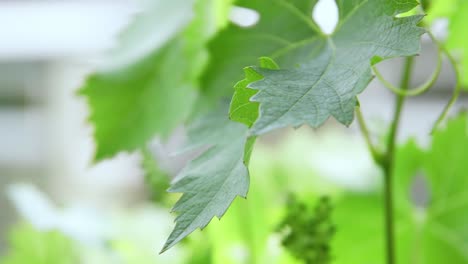 grape leafs close up unripe grapes in background on a sunny day