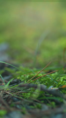 primer plano de plantas verdes iluminadas por la luz solar suave en un entorno forestal, con un enfoque suave en las hojas y los tallos delicados, el brillo cálido mejora la tranquilidad y la belleza natural del follaje en un suelo de musgo
