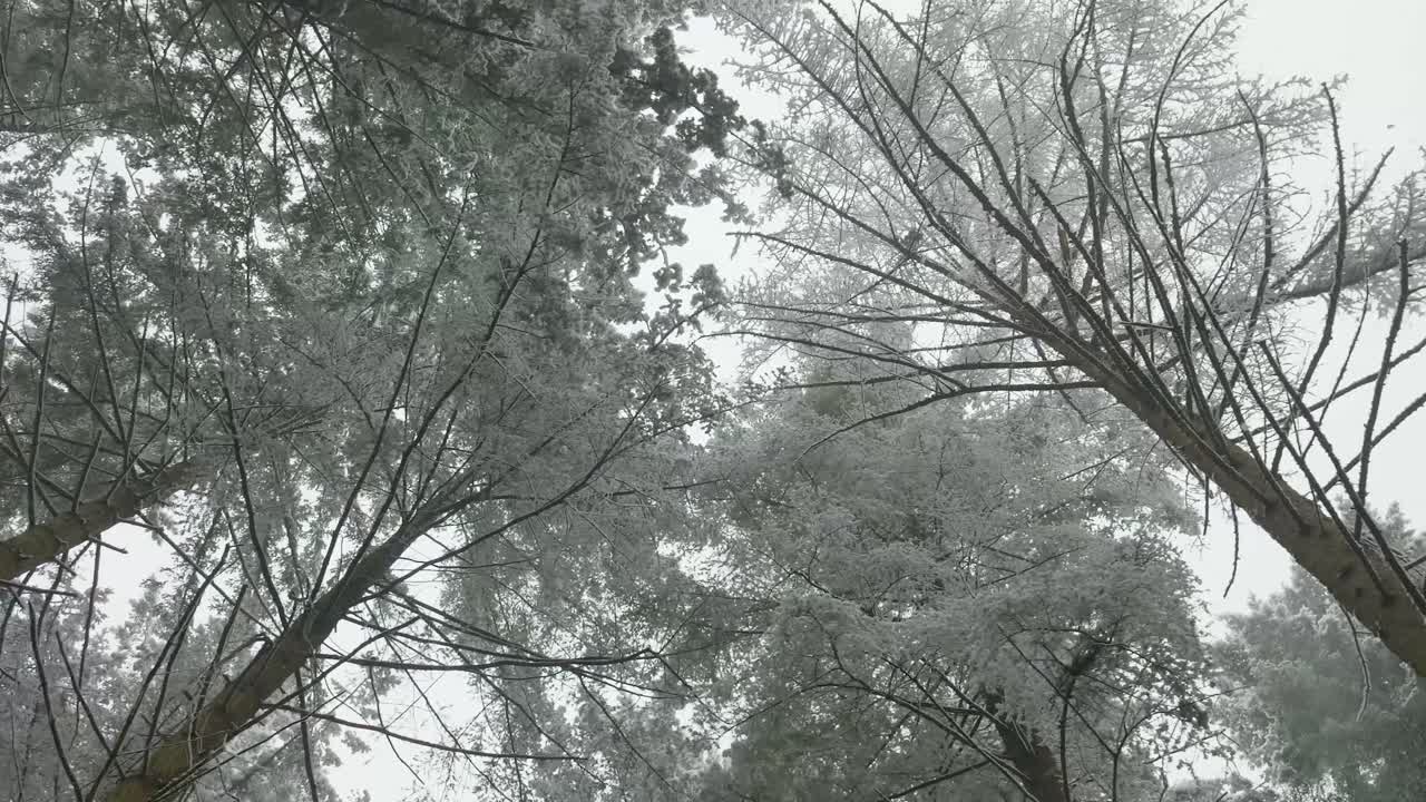 Frosted Forest Canopy